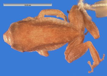 Media type: image; Herpetology A-10609